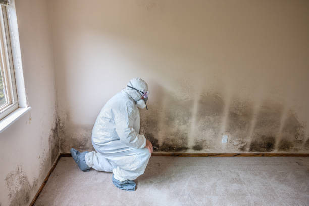 Professional Mold Remediation in Dearborn Heights, MI